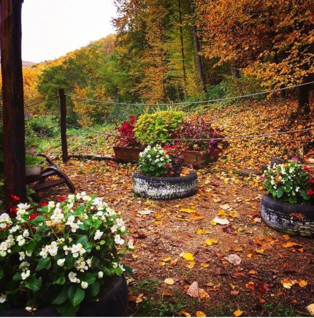 House In The Woods Bed & Breakfast Решица Екстериор снимка